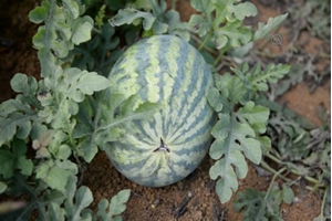 Yalıncak Karpuzu Rağbet Görüyor