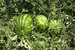 Yanlış Bilgi Tüketiciyi Karpuzdan Soğutuyor