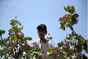 Yeşil Altında Yüksek Rekolte Sevinci