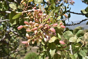 Yunt Dağı Fıstık Diyarı Oluyor