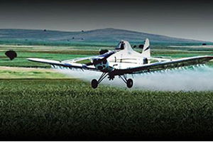 Belediye Zeytin Sineğine 3,5 Milyon Lira Bütçe Ayırdı