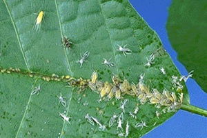 Ziraat Odası`ndan Pamuk Üreticilerine Uyarı