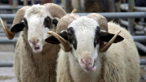 Kurbanlık Alacaklar DİKKAT!