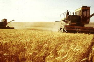 2016 Yılı Buğday Hasadı Sonu Değerlendirmesi