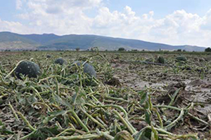 Afetlerden Zarar Gören Üreticilerin Kredi Borçlarına 1 Yıl Erteleme