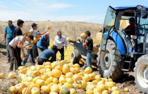 Çerezlik Kabak Çekirdeği Hasadı Başladı