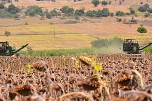 Ayçiçeği`nde Hasat Hızlandı
