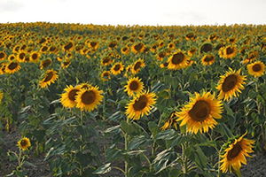 Ayçiçeğinde TZOB`un Talebi Karşılandı