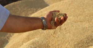 Çeltik Üreticisi Kan Ağlıyor