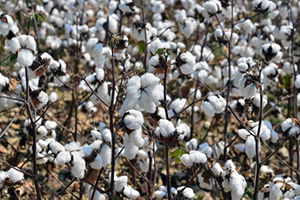 Çiftçiler Pamukta Daha Fazla Destek İstiyor