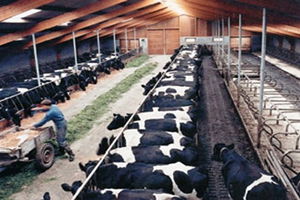 Çiğ Süt Desteklemesi Üreticilerin Hesabına Yatırıldı