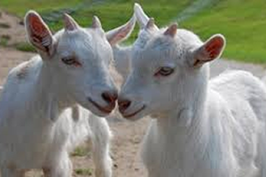 Dünya Keçicilik Kongresi Türkiye`de Yapılacak