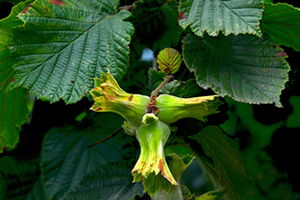 Fındık Üreticilerine Dekar Başına Destek