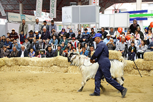 Türkiye Hayvancılık Sektörü Kuşadası`nda Buluşacak