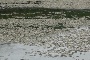 Gölet Kurudu, Binlerce Balık Telef Oldu