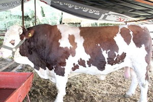 2 Ton 200 Kiloluk Kurbanlıkla Rekorunu Yeniledi