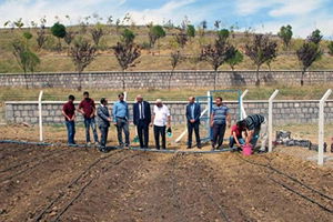 İlk Salep Tarlaya Ekildi