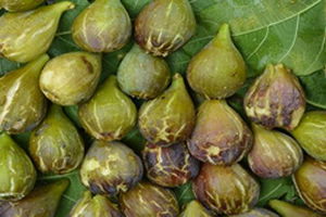 İncir Alternatif Gelir Kaynağı Oldu