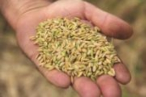 İpsala`da Çeltik Hasadı Başladı