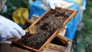 Sezonun İlk Organik Balı Tezgahlarda