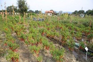 Kent Bostanlarında 60 Çeşit Biberden Tohum Elde Edildi