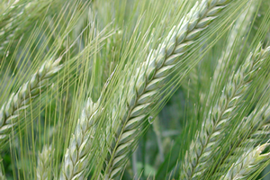 ``Kıraç Arazide Yüksek Verim İçin Tritikale Yetiştirin``