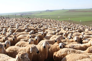 Küçükbaş Hayvan Sayısı Arttı