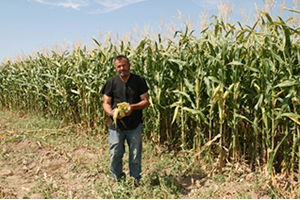 Kulu`da Silaj Mısırı Bereketi