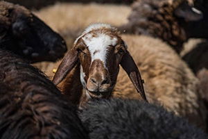 Kurban Pazarlarının Gözdesi `Küçükbaşlar`