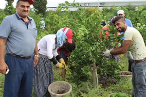 Mandalinada İlk Hasat Yapıldı