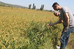 Manyas`ta Çeltik Hasadı Başladı