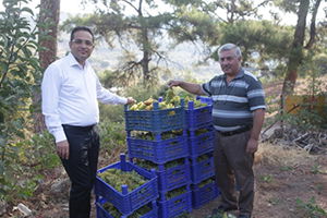 Misket Üzümü`nde Hasat Zamanı