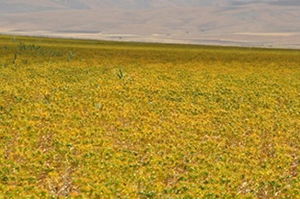 Muş Ovası`nda Aspir Yetiştiriliyor