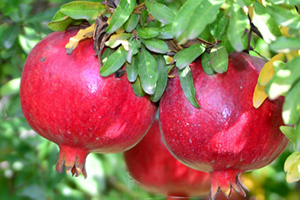 Nar Üretimi İkiye Katlandı