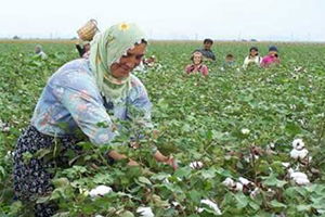 Pamuk ve Mısırın Hasat Fiyatları Açıklandı