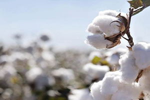 Pamuk Üretimi Artacak