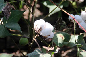 Pamukta Yeni Tarım Politikasına İhtiyaç Var