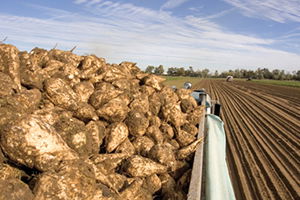 Pancar Çiftçisinin Ölüm Fermanını Yazdılar