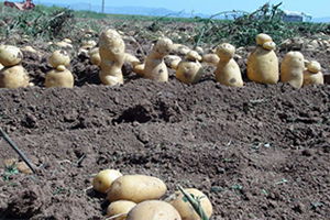 Soğan ve Patates Yüz Güldürüyor