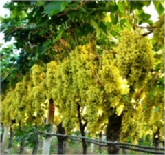 Üzüm Üreticisi Hava Kargo Ulaşımı İstiyor