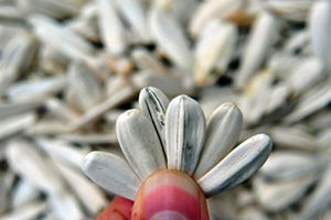 Tescilli İnegöl Alası`nda Alıcılar Sıraya Giriyor