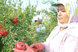 Yılın İlk Nar Hasadı Yapıldı
