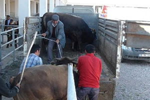 Yüzde 80 Hibeli Damızlık Boğa Dağıtımı Yapıldı