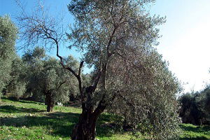 Zeytinde Dal Kuruması Görülüyor