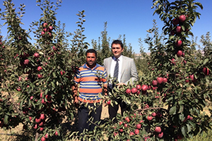 Ahlat Elması Revaçta