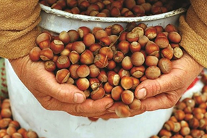 Fındıkta Alan Bazlı Gelir Desteği İçin Başvuru Süresi Uzatıldı