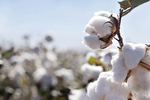 Pamukta Verim Düşüklüğünün Sebebi Nitratlı Gübre Mi?