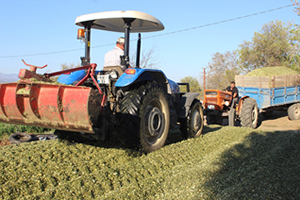 Aydın`daki Yetiştiriciler Slaja Yöneldi