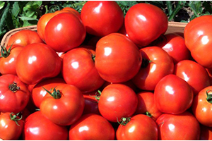 Domatesler Sonbaharda Lezzetlendi