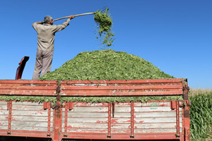 Silajlık Mısır Hasadı Başladı